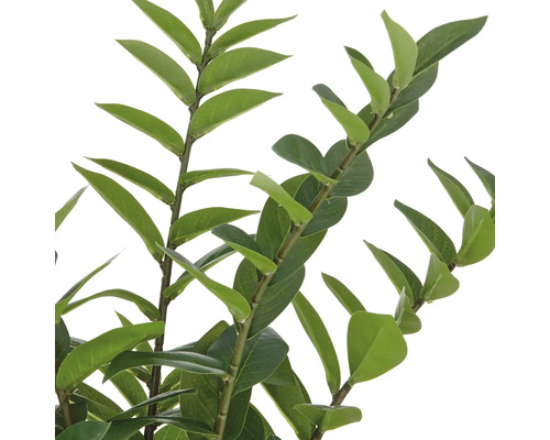 Närbild av grenar med blad