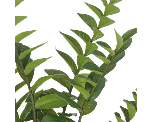 Dekorativa grenar med gröna blad för inomhusbruk