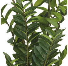 Zamioculcas krukväxt med gröna blad.