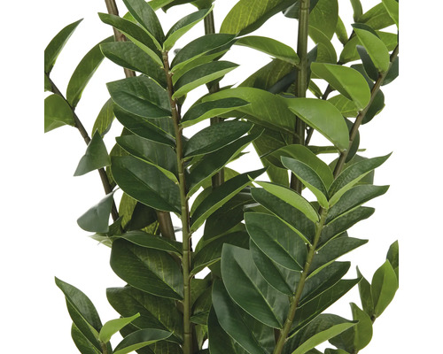 Zamioculcas krukväxt med gröna blad.