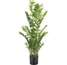 Zamioculcas krukväxt i svart kruka