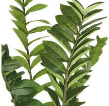 Zamioculcasgren med blad