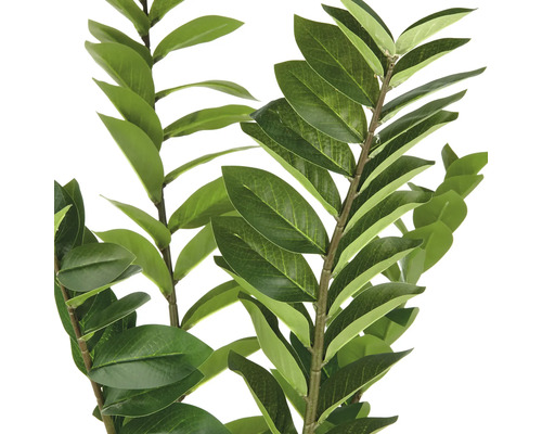 Zamioculcasgren med blad