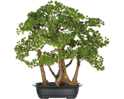 Konstväxt bonsai larix i skål 50x50 cm Bonsaiträd i svart kruka