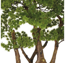 Närbild av en konstgjord bonsaiträd med gröna blad och brun stam.