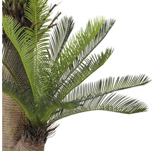 Närbild av en konstgjord cycas med gröna blad.