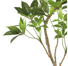 Dekorativ krukväxt med gröna blad på en stam