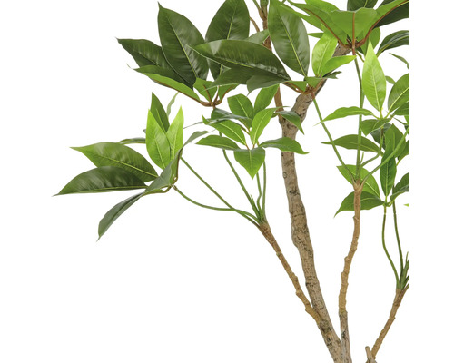 Dekorativ krukväxt med gröna blad på en stam