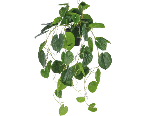 Konstväxt peperomia caperata i hängkruka 70 cm Hängande växt med gröna blad i kruka