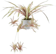 Inomhusväxt i kruka med randiga blad