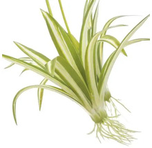 Ampellilja med blad och rötter