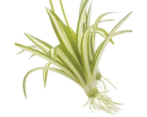 Ampellilja med blad och rötter