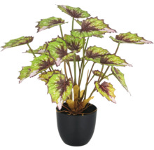 Begonia i kruka som krukväxt