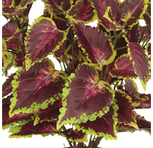 Konstgjord palettblad med dekorativa blad