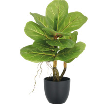 Konstgjord fiolfikus i svart kruka