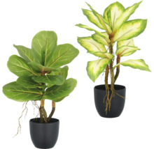 Två krukväxter i svarta krukor.