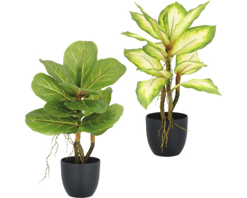 Två krukväxter i svarta krukor.