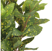 Guldbladsbuske med gröna och gula blad