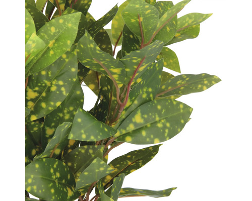 Guldbladsbuske med gröna och gula blad