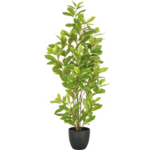 Lagerbladsträd i kruka för inomhusbruk