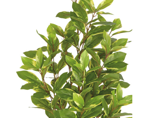 Bilden visar en konstgjord lagerhägg med gröngula blad.