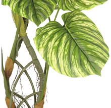 Konstgjord växt med stora, mönstrade blad och stjälkar