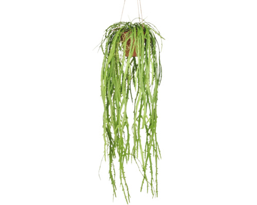 Konstväxt rhipsalis crispata i kruka 80 cm Hängande växt i kruka med hängande skott
