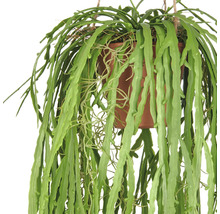 Hängande växt i kruka med långa, gröna blad