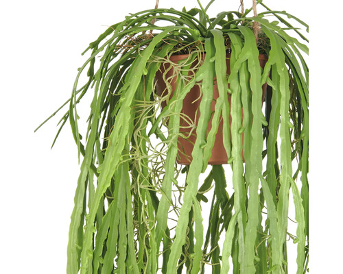 Hängande växt i kruka med långa, gröna blad