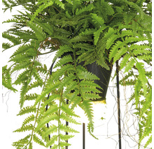 Konstgjord ormbunke i en hängande kruka.