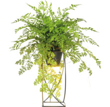 Grön ormbunke i kruka på ett växtställ