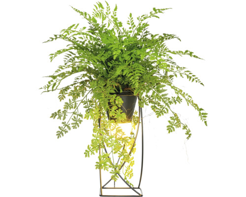 Lampa ormbunksmix 60cm grön Grön ormbunke i kruka på ett växtställ