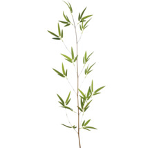 Bambugren med gröna blad