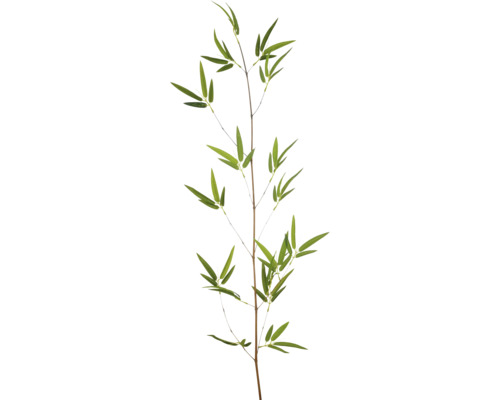 Bambugren med gröna blad