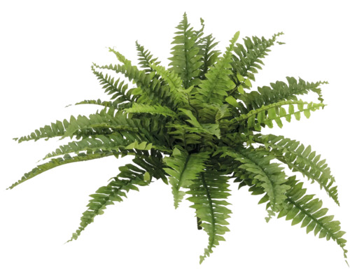 Konstväxt ormbunke boston grön 60x70 cm Ormbunke ovanifrån