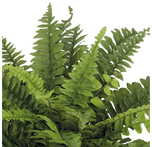 Detaljbild av en ormbunke med fina, gröna blad.