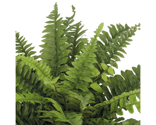 Detaljbild av en ormbunke med fina, gröna blad.