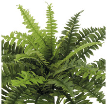 Konstgjord ormbunke för inredning