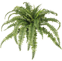 Boston ormbunke växt