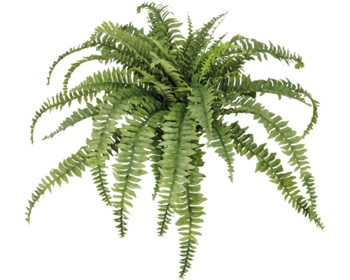 Konstväxt ormbunke boston grön 80x100 cm Boston ormbunke växt