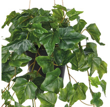 Hängande växtmurgröna i en kruka med gröna blad.