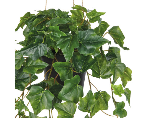 Hängande växtmurgröna i en kruka med gröna blad.