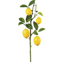 Citron träd med gula frukter och gröna blad