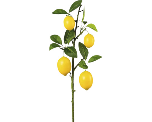 Citron träd med gula frukter och gröna blad