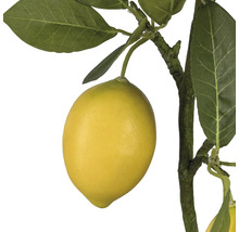 Närbild av en konstgjord citron på en gren med blad
