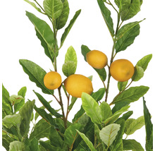 Citron träd med gula frukter och gröna blad