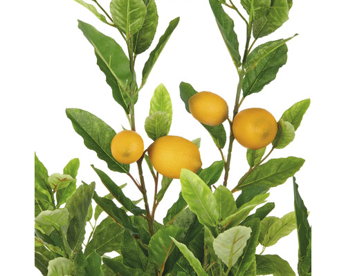 Citron träd med gula frukter och gröna blad