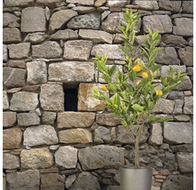 Citron träd i kruka framför stenmur