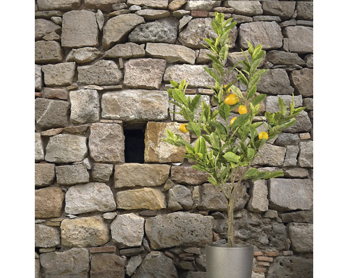 Citron träd i kruka framför stenmur