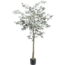 Olivträd i kruka för inomhusbruk